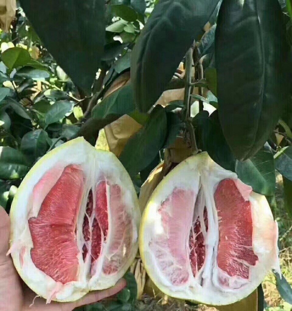 送礼佳品，正宗平和馆溪蜜柚，现摘现发