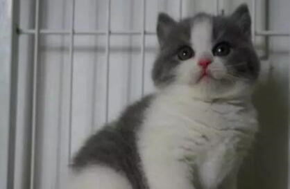 A专业猫舍批发蓝猫加菲各种名猫 疫苗齐全 可全国 CFA69