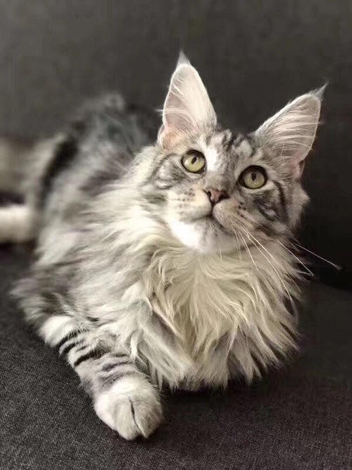 大量猫舍直销 健康纯种 猫咪出售