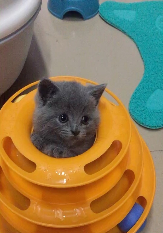 英短蓝猫渐层便宜出售啦