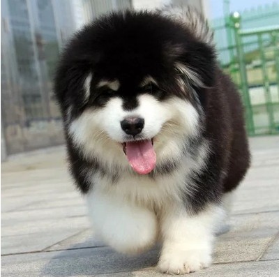 福建漳州阿拉斯加幼犬多少钱一只