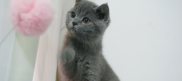 家养蓝猫找新家
