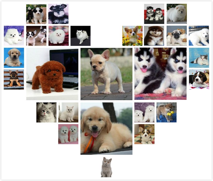 福建厦门出售纯种阿拉撕加犬雪橇宠物狗狗幼犬