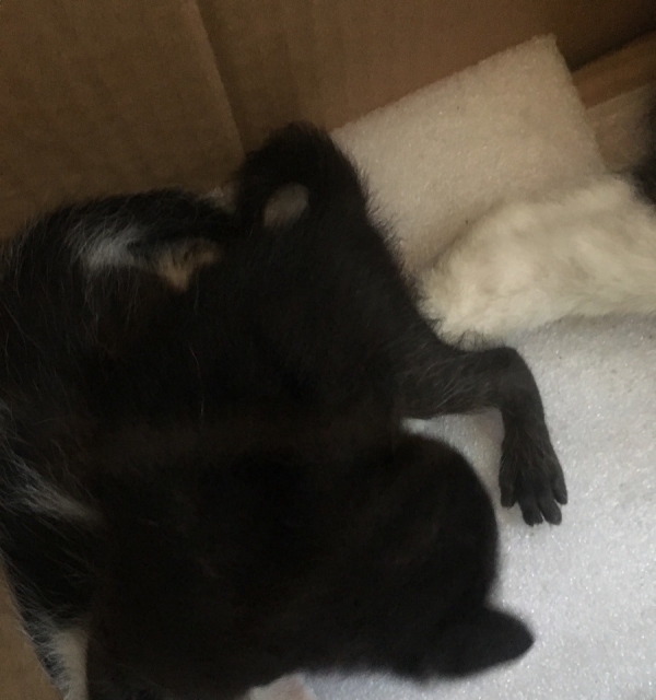 家养小猫,免费赠送,爱心人士来噢
