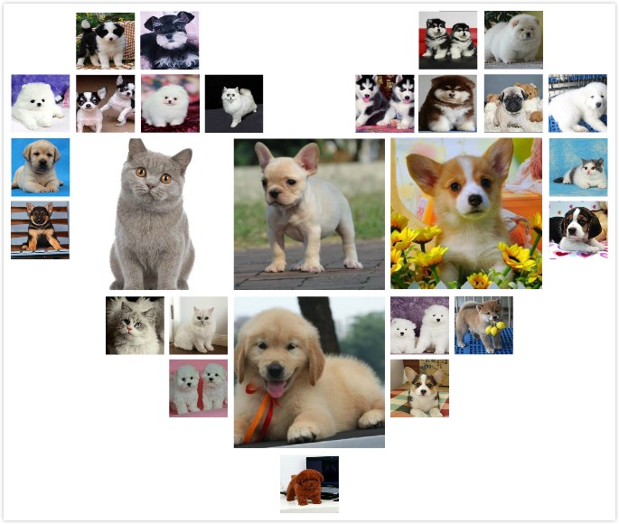 福建三明出售纯种阿拉撕加犬雪橇宠物狗狗幼犬