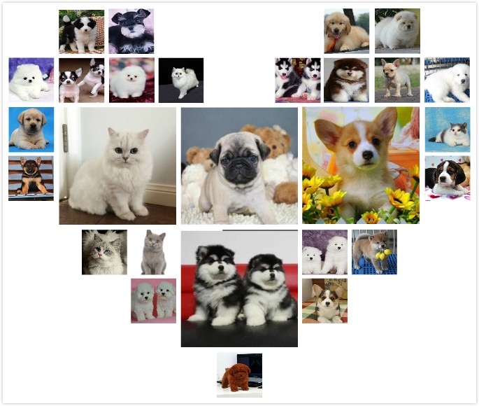 福建漳州出售纯种哈多利博美犬宠物狗狗幼犬