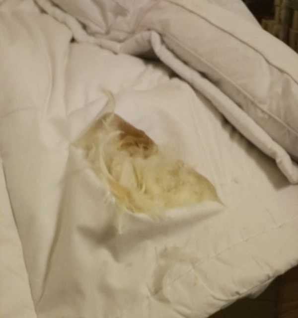 酒店羽绒被转让
